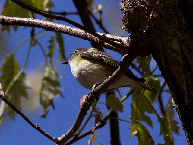 Blue-headed Vireo, E.B. Jeffress Park, Blue Ridge Parkway